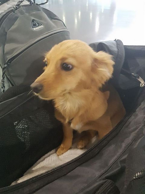 1 17474646 727315030763645 137389708 n