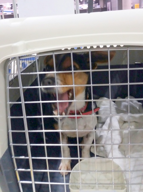 1 20170113 032615 resized