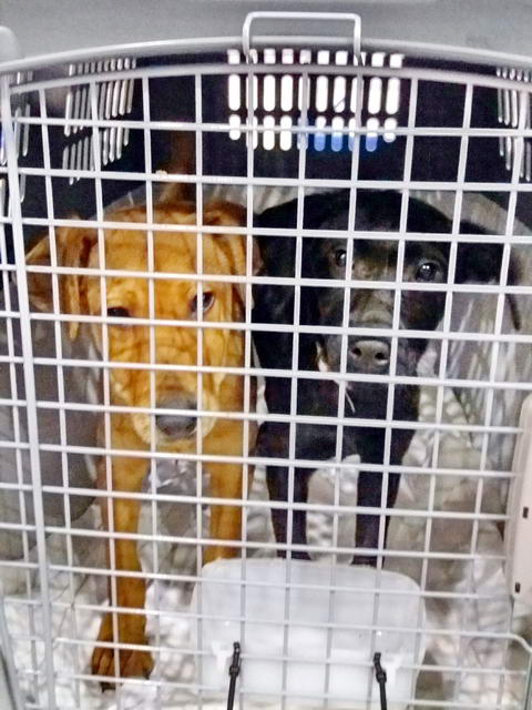 20170108 040937 resized