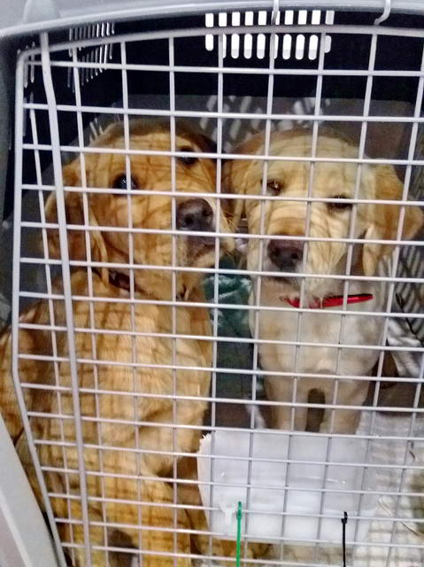 20170129 031934 resized