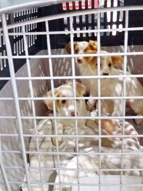 20170129 032017 resized