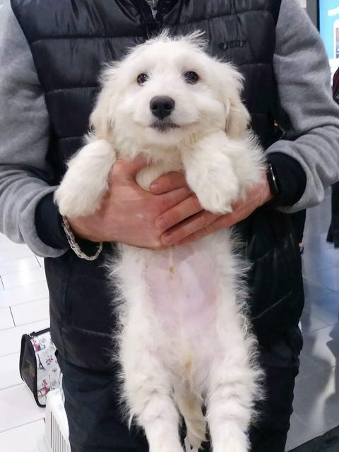 20170129 040334 resized