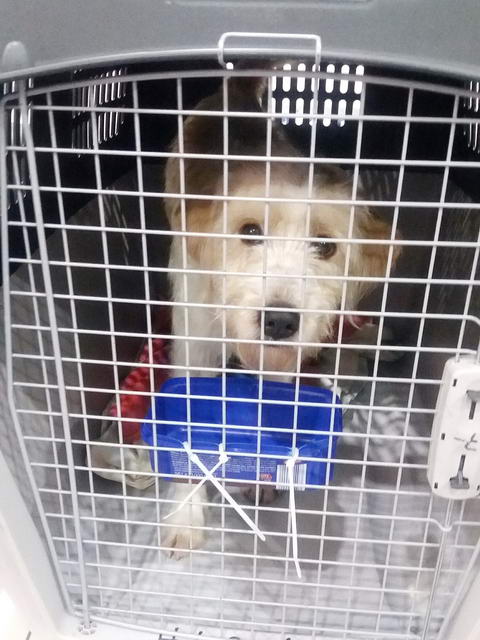 20170205 034143 resized