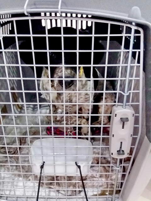 20170205 034839 resized