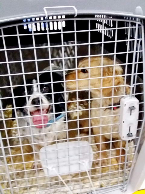 20170205 034900 resized