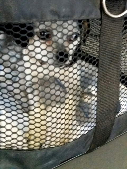 20170211 153656 resized