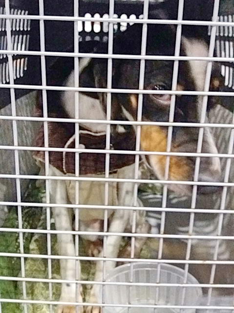 20170219 033849 resized