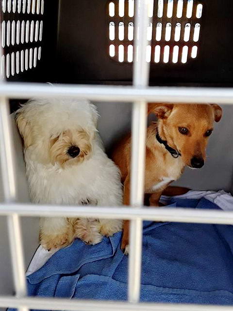 16976249 1892228207690955 830352125 n