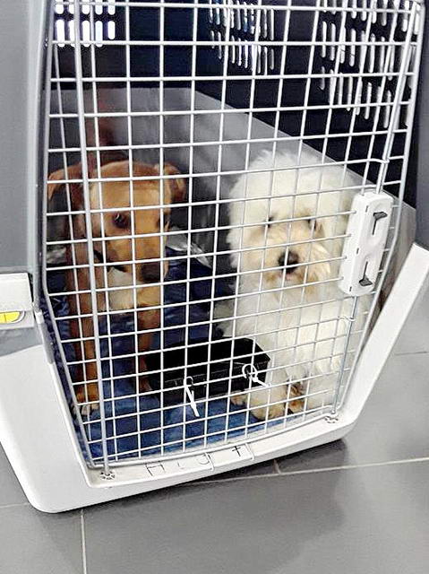 16976998 1892228231024286 1625727419 n