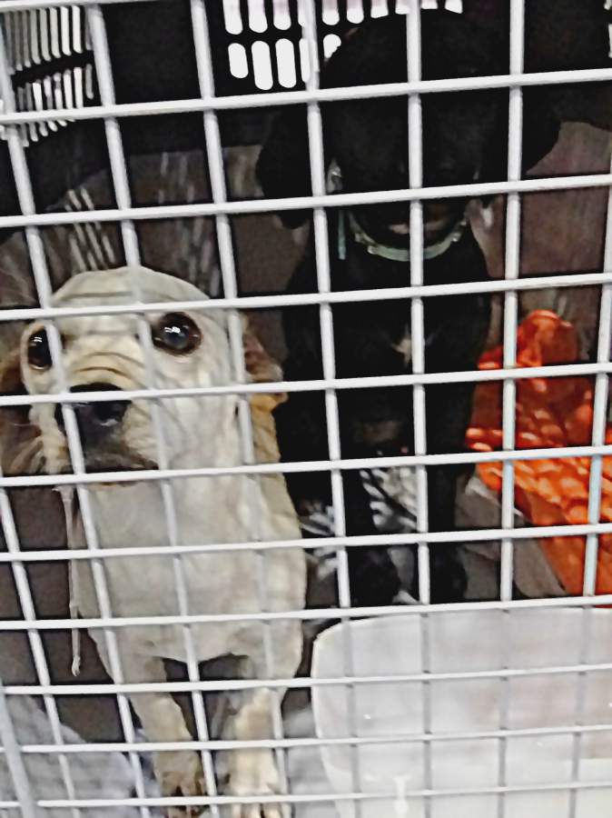 20170513 032527 resized