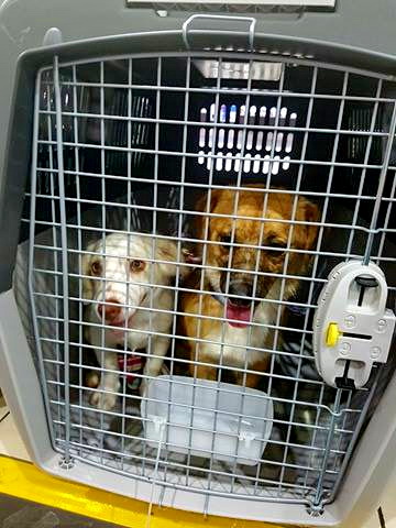 19622660 780236155471532 600078841 n