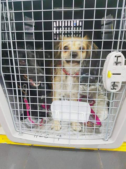 21979324 821434318018382 1256182333 n