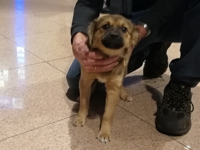 1 IMG 20171210 113318