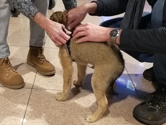 1 IMG 20171210 113416