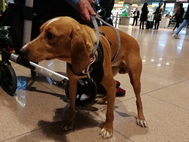 1 IMG 20171210 113559