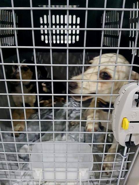 22497455 832013153627165 1732066544 n