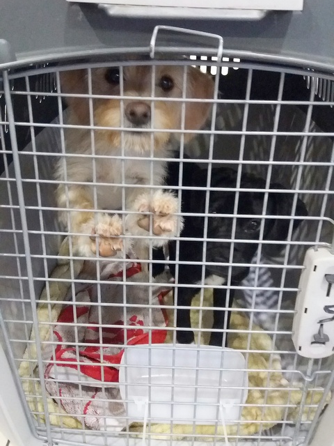 1 20170113 034038 resized