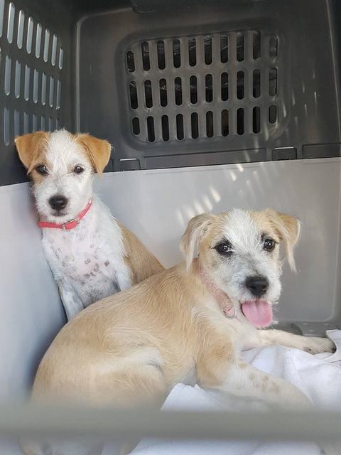 1 20863715 804174203077727 1980504149 n