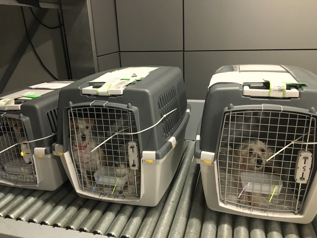 1 20916639 804174183077729 436513861 n