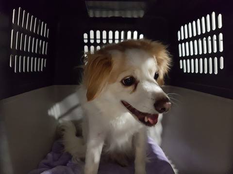 17409920 725902870904861 265025719 n