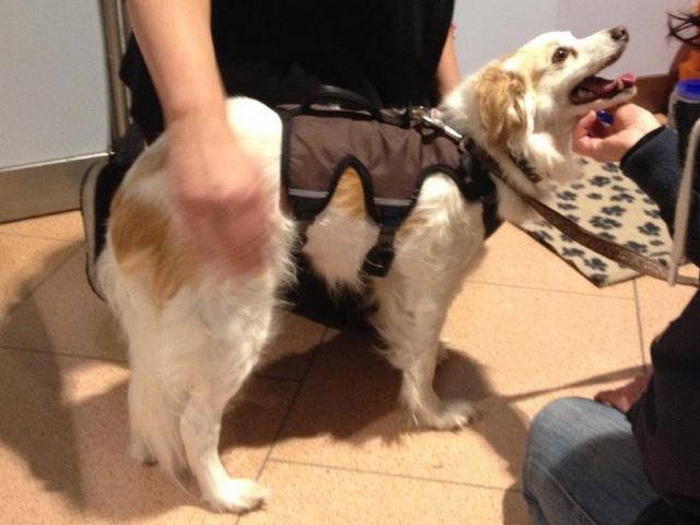 1 dulittle noch aufgeregt