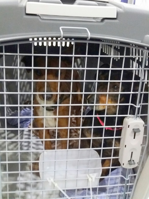 1 20170319 034928 resized