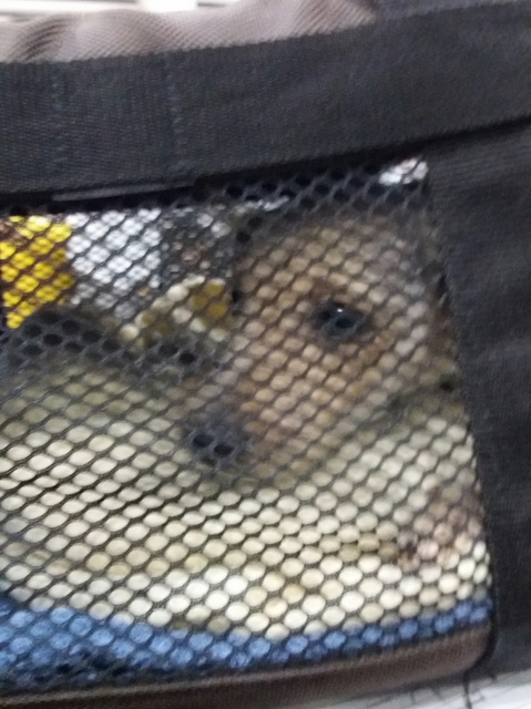 1 20170319 034947 resized