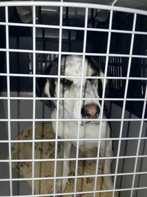 1 20864001 803345256493955 1274192497 n