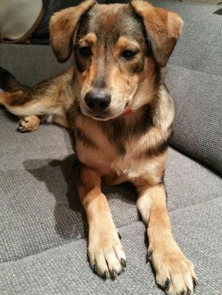 1 Didi in der Pflegstelle in LOhmar